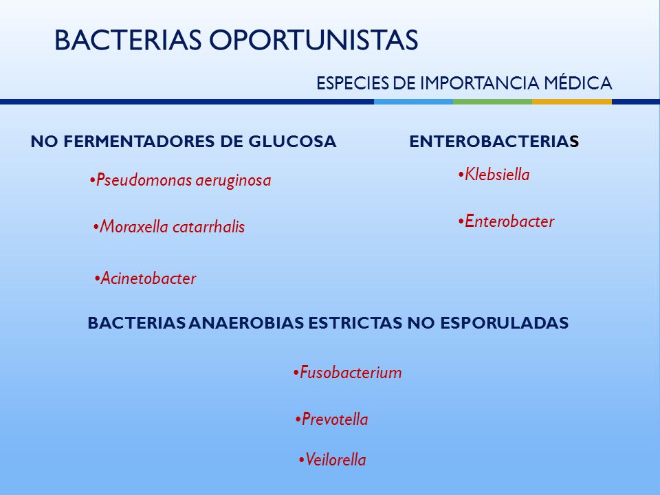 bacterias oportunistas
